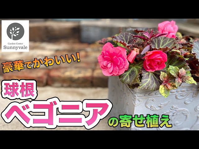ෆ˚*感謝セールෆ˚* ベゴニア 1苗 抜き苗 寄せ植え 多肉植物 ෆ˚*感謝セールෆ˚* ベゴニア 1苗 抜き苗 寄せ植え 多肉