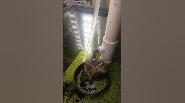 Dual siphon overflow DIY filtration💙