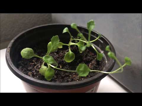 Video: Streptocarpus Aus Samen Zu Hause: Wie Säe Ich Streptocarpus-Samen Richtig? Zu Hause Wachsen Und Pflegen