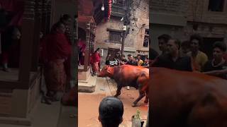 Navadurga Jatra Bhaktapur