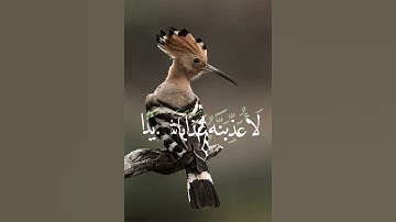 ستوريات قرآن كريم، من سورة النمل ،اسلام صبحي، قصة سيدنا سليمان #arabic #قرآن #funny #india #pubg