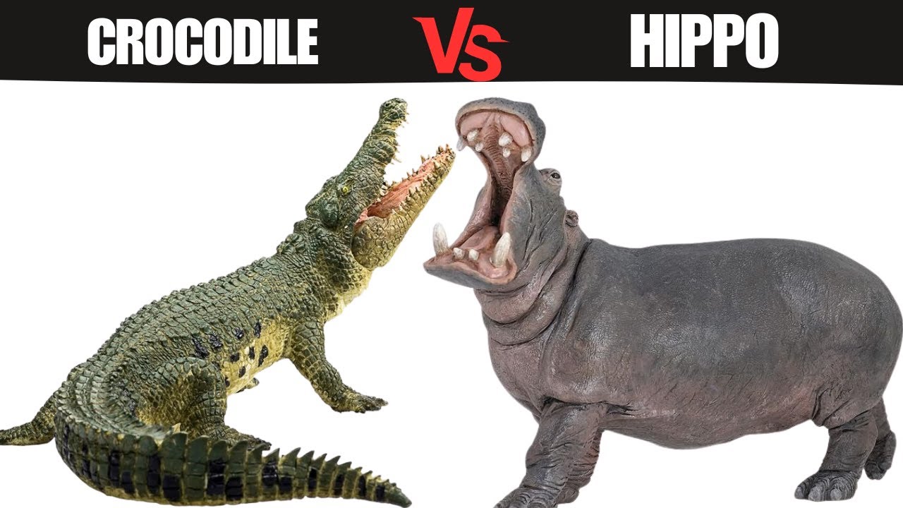 Крокодил против бегемота: кто победит в схватке?