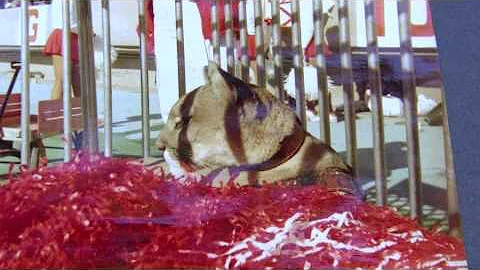 History of the UH Cougar