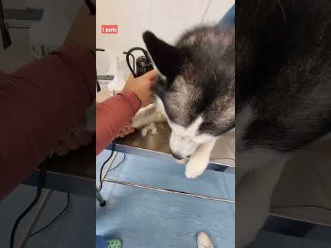 Video: Del veterinario: hacer y no hacer para Halloween