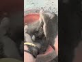 Black Sand mud 🖤 #oddlysatisfying