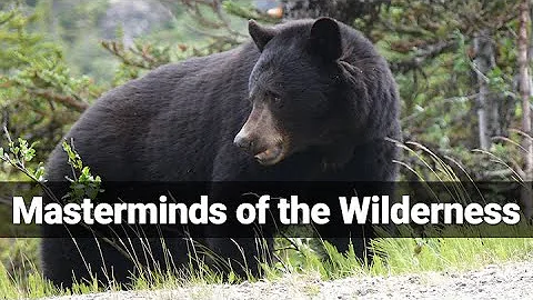 【Camojojo】Masterminds of the Wilderness: Black Bears' Mind-Boggling Intellectual Feats
