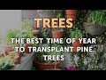 The Best Time of Year to Transplant Pine Trees The Best Time of Year to Transplant Pine Trees