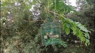 Pikat burung sirtu/cipoh liar 2021. ( Sambaran bertubi tubi )