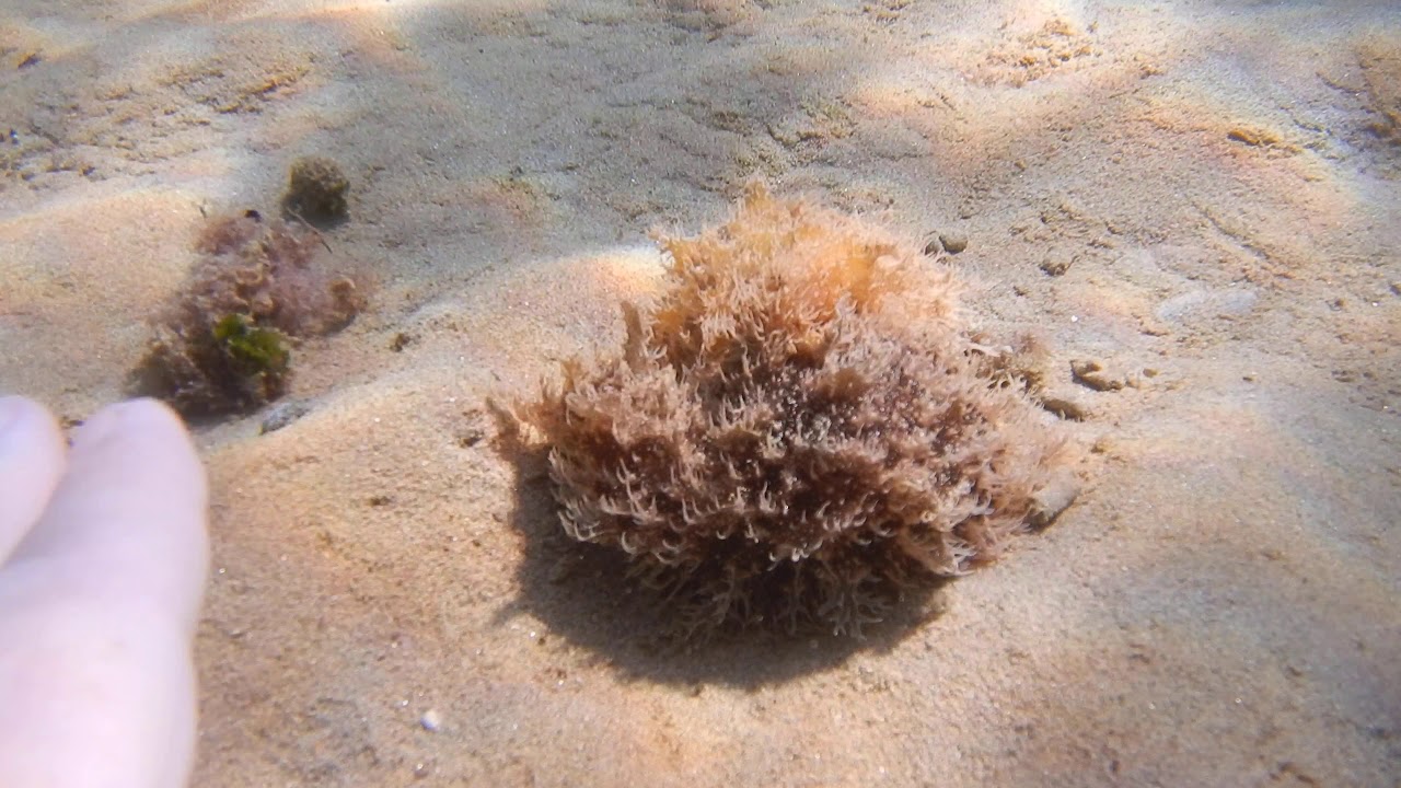 Bursatella leachii