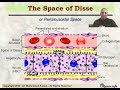 Histology of the liver