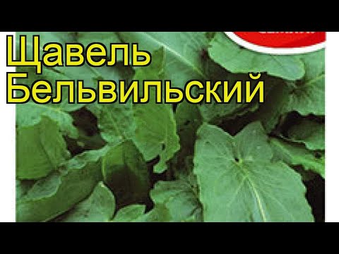 Щавель Бельвильский (Щавель). Краткий обзор, описание характеристик, где купить семена rúmex