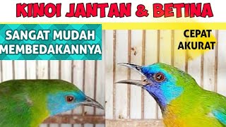 TIPS MEMBEDAKAN KINOI JANTAN DAN BETINA