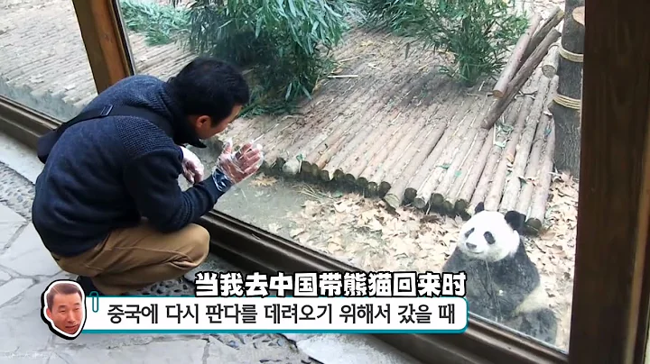 姜爺爺飼養的第一代旅韓大熊貓「莉莉」的故事 - 天天要聞