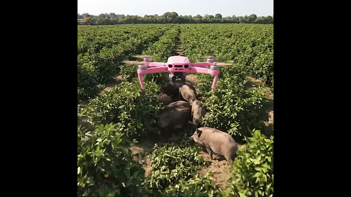 Drone capture wild boars that destroy crops #villagelife #farmlife #rural #drone 57