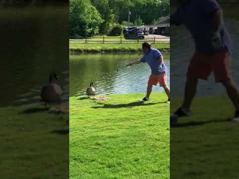 Goose Attack