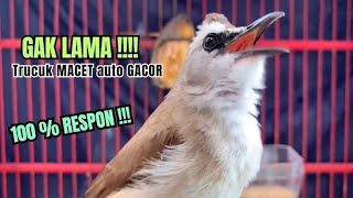 Download Lagu Terocok lokal..BORAK BARIK BOROK CIKROK MP3