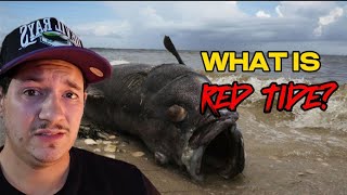 What is Red Tide? (End of year update)