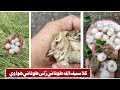 سيف الله کلا طوفاني ژلی طوفاني هوا وي    