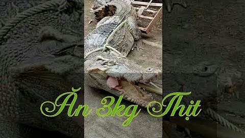 Cho Cá Sấu ăn Cực nguy hiểm.yếu tim không nên xem.[[[For carnivorous crocodiles