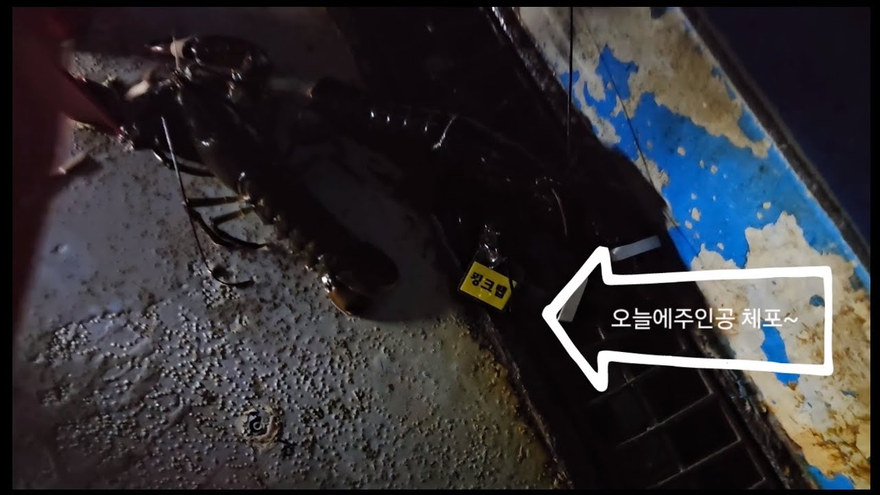 여긴어딘데? 어디긴 따라와~~ 랍스타 킹크랩 데릴러가자~~