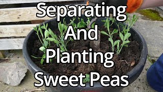 How To Plant And Pinch Back Sweet Peas (With Time Lapse)