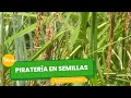 Piratería en semillas - TvAgro por Juan Gonzalo Angel Restrepo