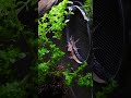 The plants in the mantis enclosure are well-planted.