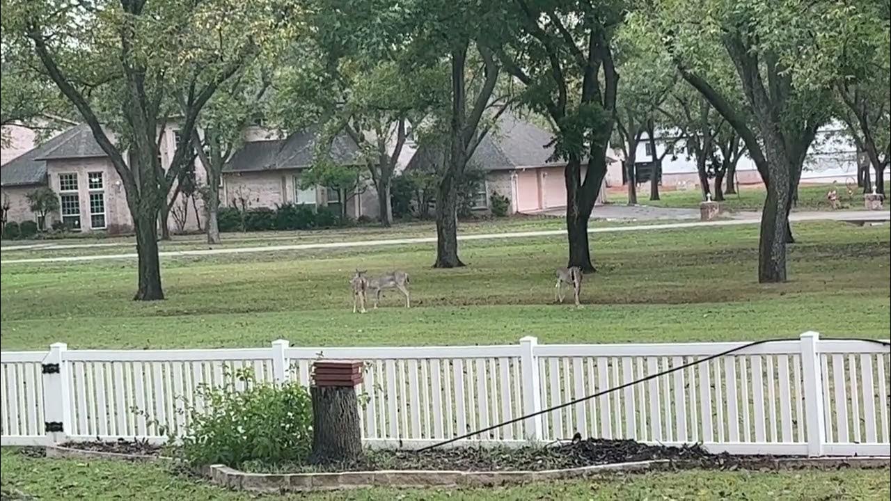 Our Does at Pecan Plantation Airpark Discover Fresh Rain Puddles YouTube