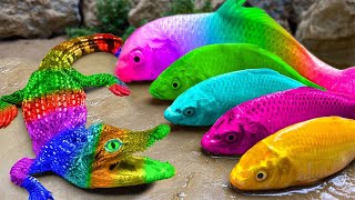 Rainbow Carp ❤️ Satisfying Colorful Koi Fish,  Rainbow Catfish Eggs | Funny Stop Motion Cartoon