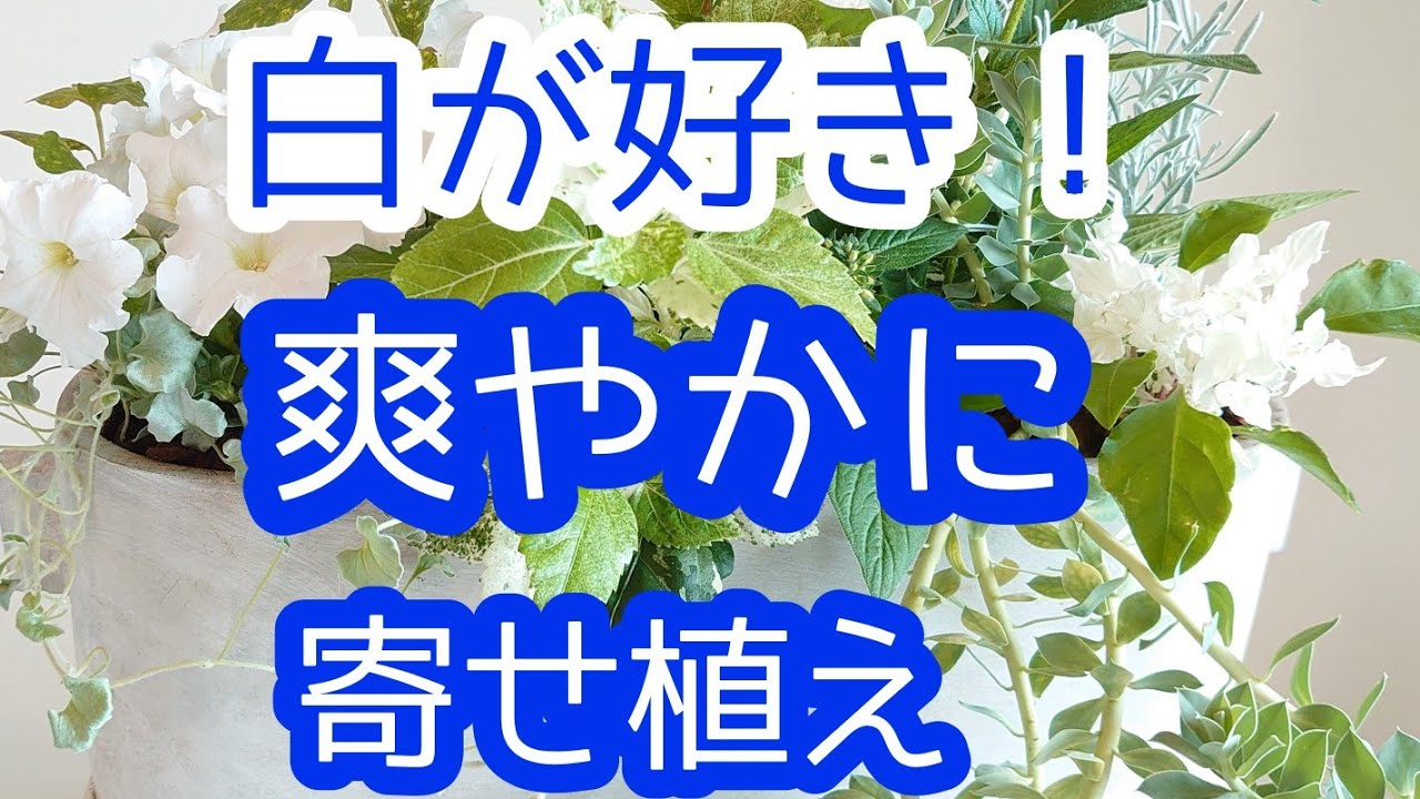 夏の 寄せ植え ベランダガーデニングにも向いています ガーデニング初心者でもオシャレに楽しめる寄せ植え作り 寄せ植え ガーデニング ガーデニング初心者 Youtube