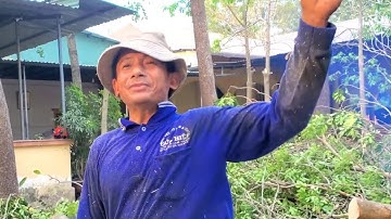 Vua khỉ cưa cây Cóc gần đường dây điện cạnh vườn Mít Thái. Saws a Tamarind tree near Jackfruit
