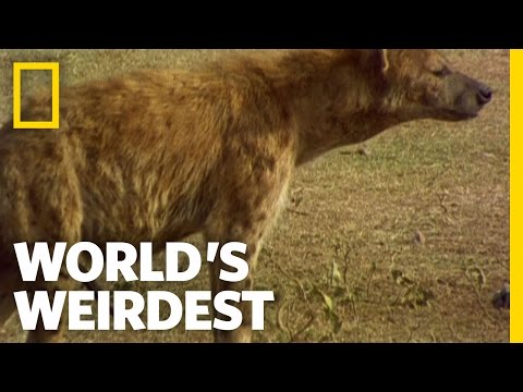 Thumb of Female Hyenas Have Pseudo-Penises video