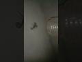 Bicha my home antre #reels #viral #tindingvideo