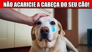 Pare de acariciar a CABEÇA do seu CACHORRO até ver ISSO! 🐶 Fatos surpreendentes REVELADOS!