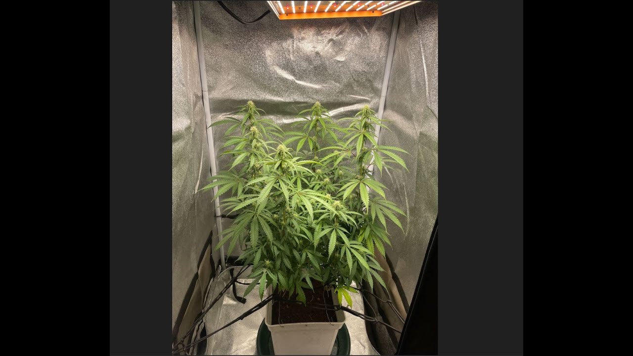 Seguimiento Super Lemon haze - Floración Parte 1 (BSF SEEDS)