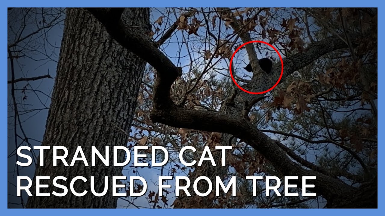 Frightened Cat Stuck in Tree Rescued and Adopted - YouTube