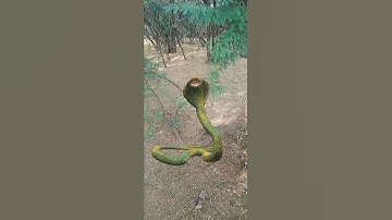 Jay Mahakal Shiv Shankar Neelkanth #̊short 🙏🏻,#video 🕉️#viral