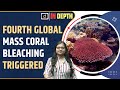 What are corals and coral bleaching  indepth  drishti ias english
