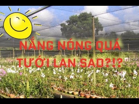 BÍ QUYẾT CHĂM SÓC LAN MÙA NẮNG NÓNG |#DuyPhong | Foci