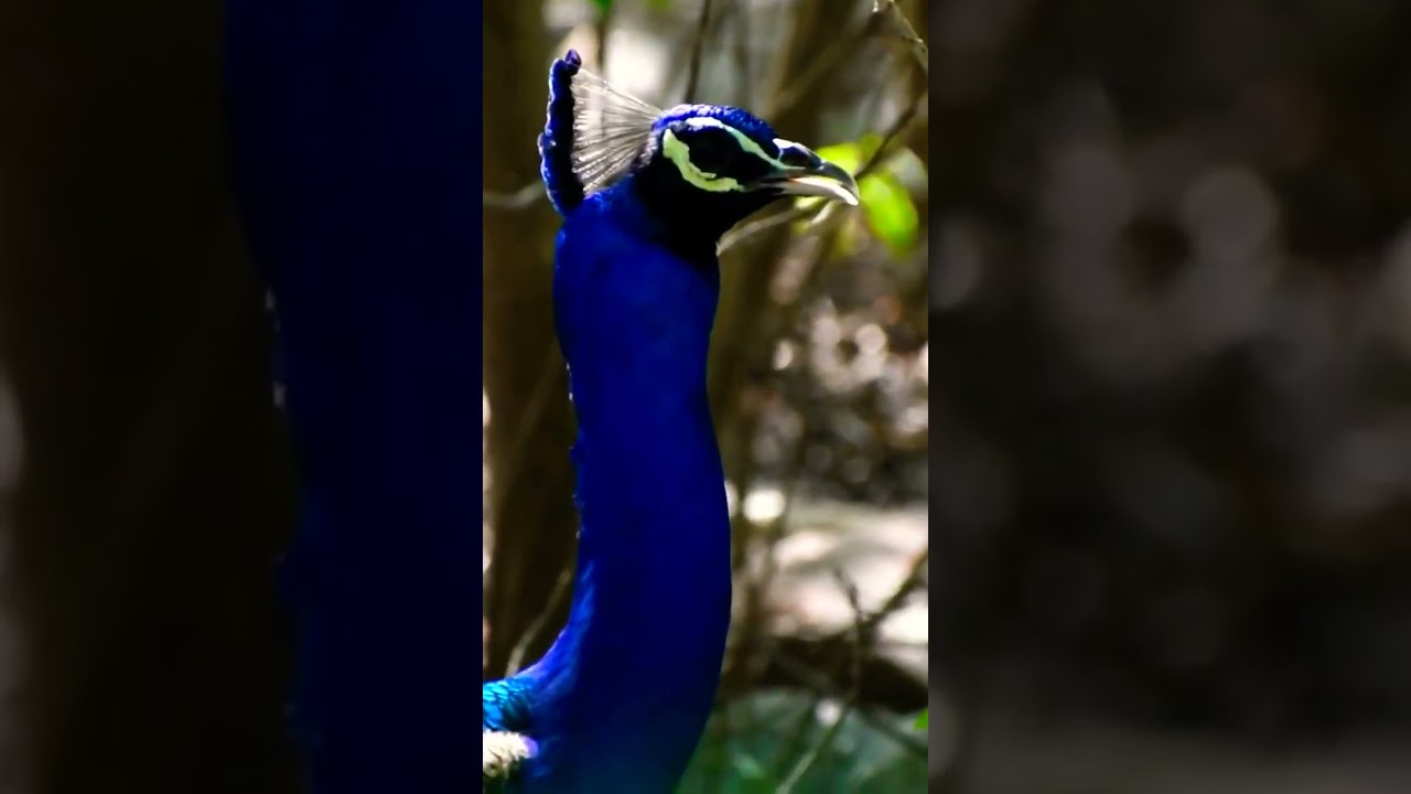 Peacock 🦚 Closeup 