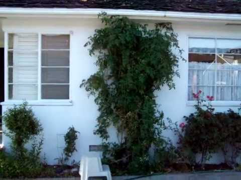 Worlds Largest And Oldest Tomato Plant 3 Seasons You Worlds Largest And Oldest Tomato Plant 3 Seasons