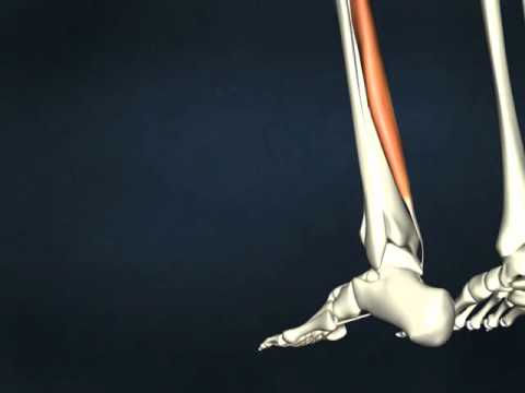 flexor digitorum longus youtube