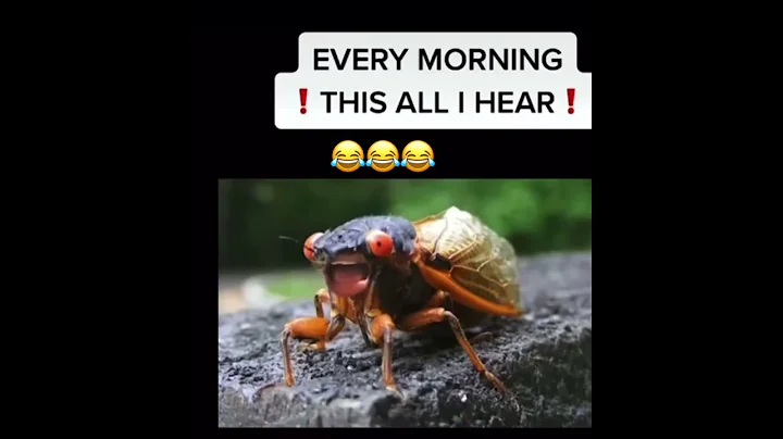😂😂😂Cicadas Are So Annoying - DayDayNews