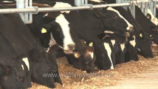 Herd of cows eating hay at dairy farm, Punjab
