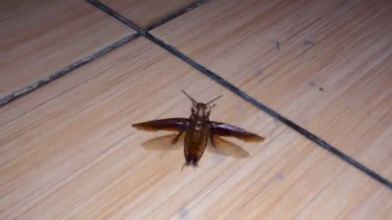 Tentang Coro Kecoak Kucuak Dll Deh Wkwk Kaskus