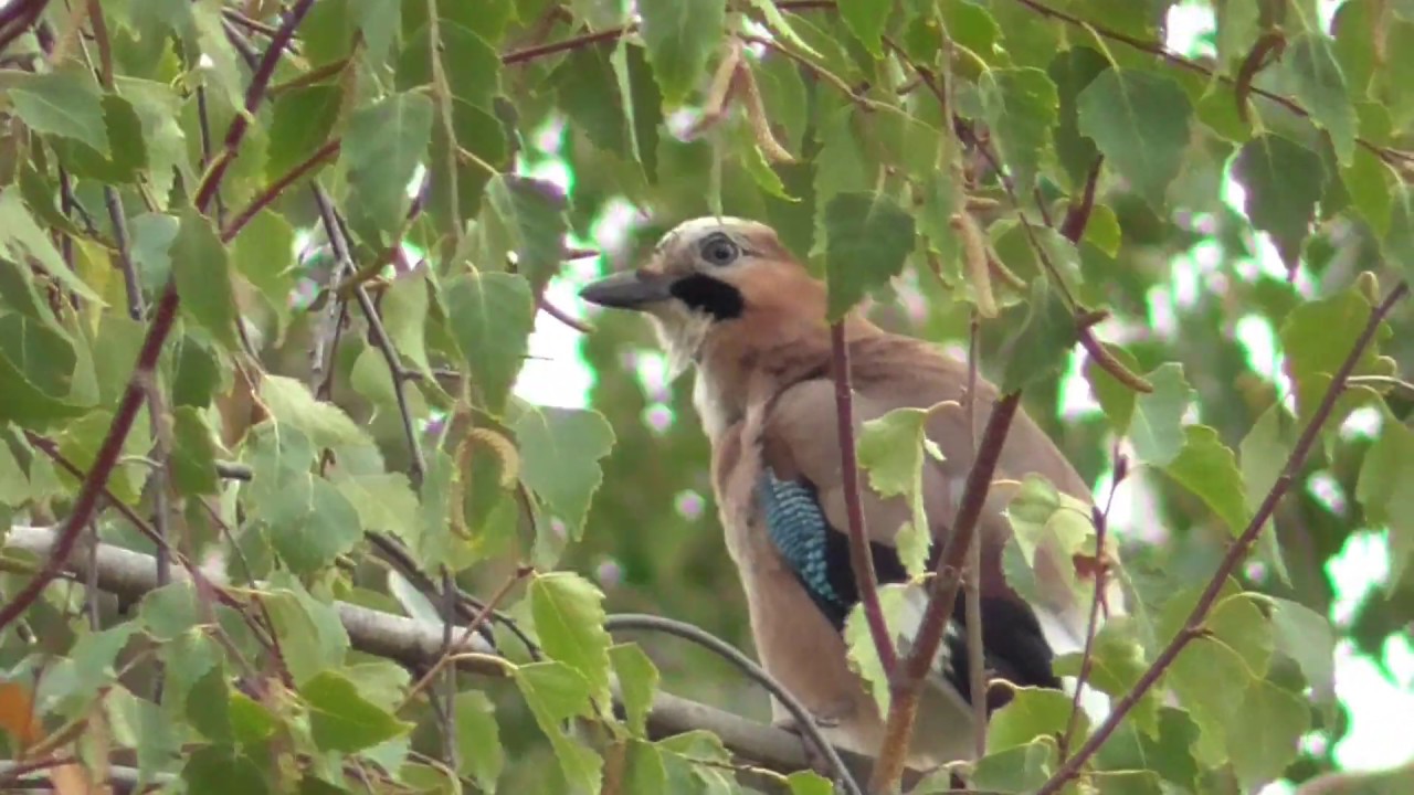Sommer 2019 Grünpflege mehr als nur eine staubige Angelegenheit