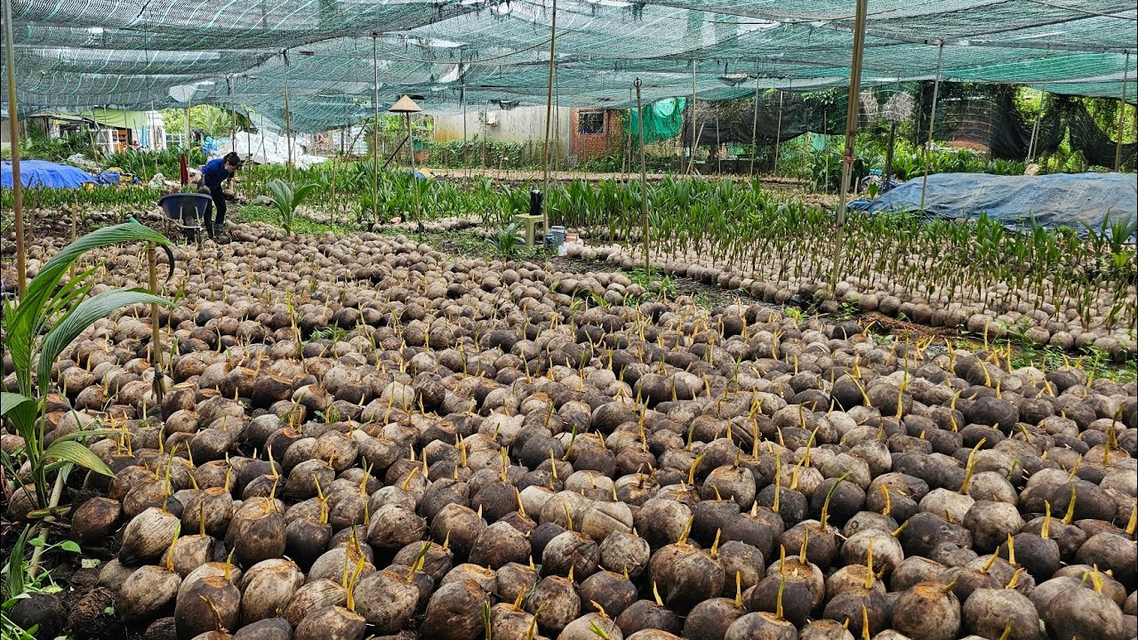 Vườn ươm dừa chuẩn giống lớn nhất Bến Tre 