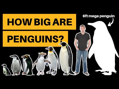 Wideo: Czy pingwiny miały 6 stóp wzrostu?