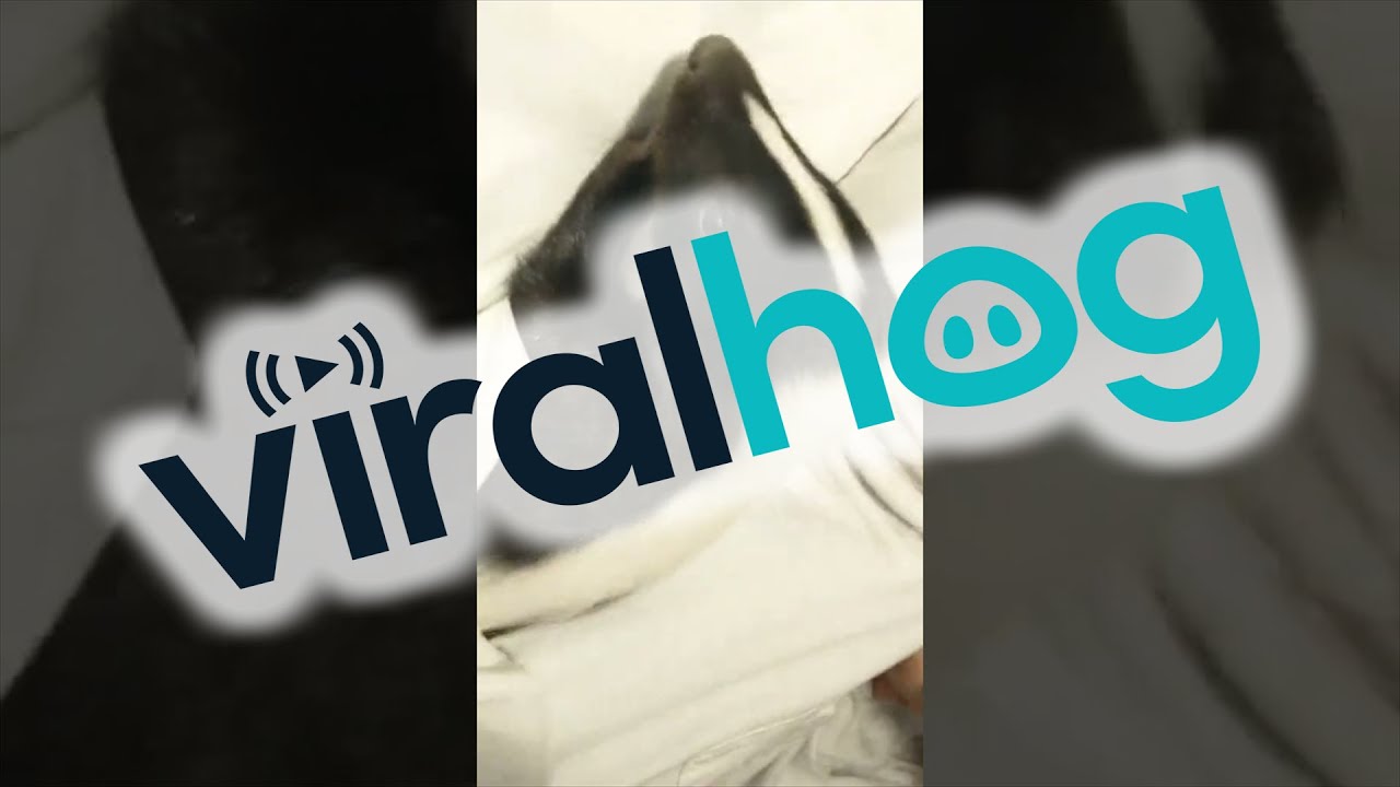 Sleepy Skunk Cuddle Buddy || ViralHog