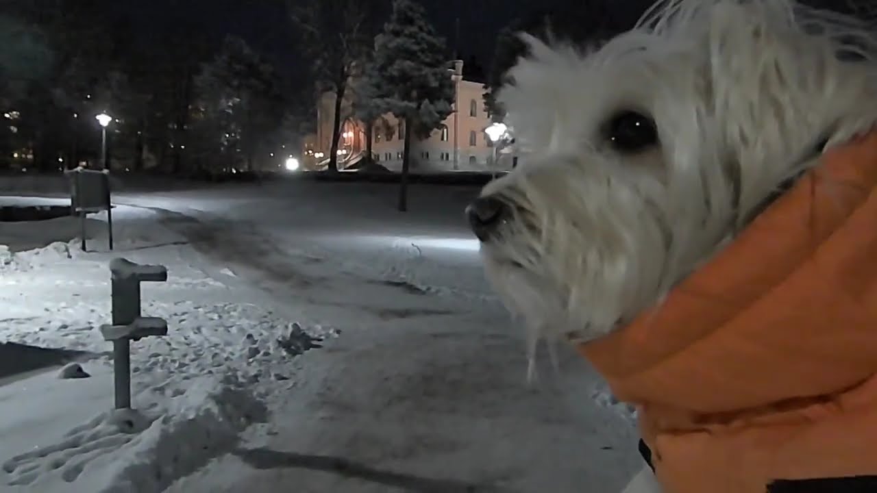 Streets of Vaasa with Myy 🐶